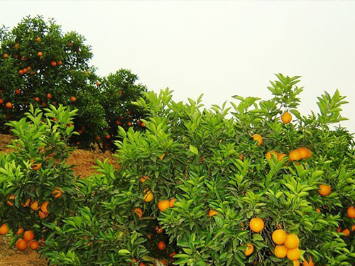 基它水果種植基地